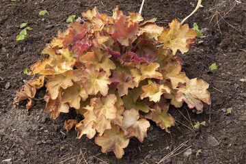 Heuchère au feuillage doré	