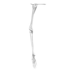 3d rendering illustration of human hand and arm bones
