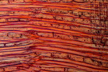 Longitudinal section of the oak Quercus Robur