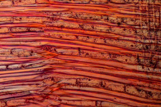Longitudinal section of the oak Quercus Robur