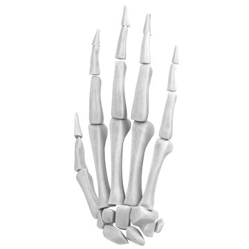 3d rendering illustration of human hand bones