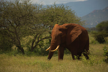 Fototapeta na wymiar elefante 6