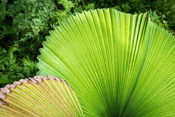 details of green and yellow palm leaves