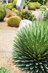 Agave victoriae-reginae (Queen Victoria agave, royal agave) is a small species of succulent flowering perennial plant, noted for its streaks of white on sculptured geometrical leaves.