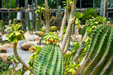 Beautiful cactus blooming in the garden