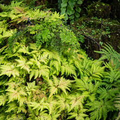 Abstract green background Spikemoss (Selaginella umbrosa) resulting in the forest and natural sources.