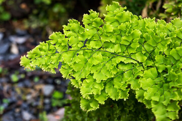 The genus Adiantum is a Maidenhair Fern. The genus name Adiantum comes from the Greek Adiantos, meaning not wet, not wet. It got its name from the fern. Some of the black stalks are not wet even when 