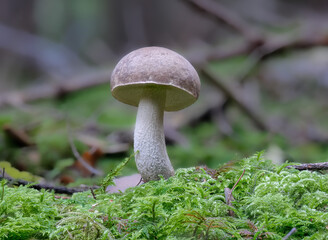 Birkenpilz, Gemeiner Birkenpilz oder Raustielröhrling (LECCINUM SCABRUM)