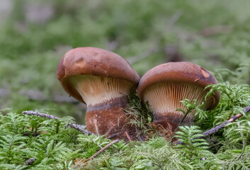 Samtfusskrempling (TAPINELLA ATROTOMENTOSA)