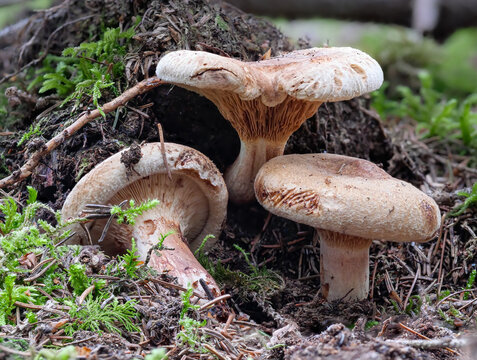 Kahler Krempling (PAXILLUS INVOLUTUS)