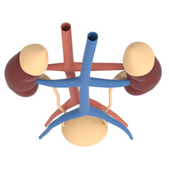 3d rendering illustration of human kidney and urinary system
