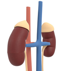 3d rendering illustration of human kidney and urinary system