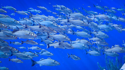 Flocks of fish swim in groups, the underwater circle is shining down. Lots of bass or tuna Swim in...