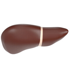 3d rendering illustration of human liver and gallbladder