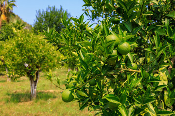 Oranges ripen on a tree branch. Natural background with selective focus and copy space