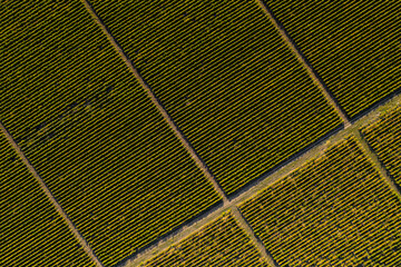 Aerial top down view of green plantation vineyards planted in a rows in the rays of sunset. Drone shot of agriculture field. 