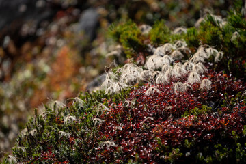 チングルマ　乗鞍エコーラインの植物