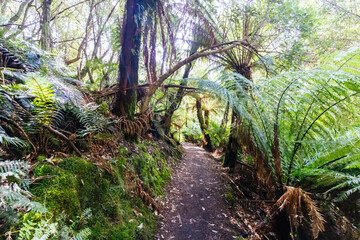 St Columba Falls in Tasmania Australia