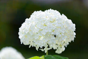 白いアジサイ（アナベル））