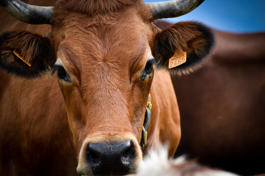 Portrait d'une vache avec sa cloche de race tarine, dans les montagnes, prise près de CHamonix et Megève dans les Alpes