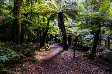 St Columba Falls in Tasmania Australia