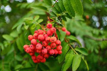 Close-up of a wild mountain ash (Sorbus aucuparia) with rowan berries.