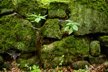 Mossy wall of boulder stones forming the boundary between a country road and a small wood, Prossen,...