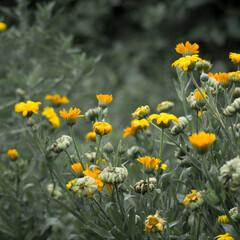 field of yellow flowers