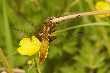 Facial detailed closeup on a female broad-bodied darter dragonfly, Libellula depressa