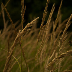 grass in the wind