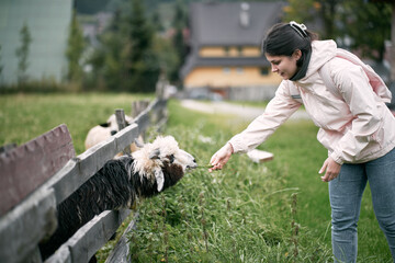 A hand reaches out and strokes a sheep's cheek. The concept of people is petting animals in a...