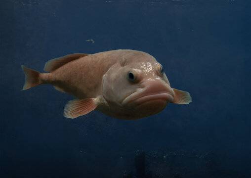 Premium AI Image  Blobfish Fish Underwater Lush Nature by Generative AI