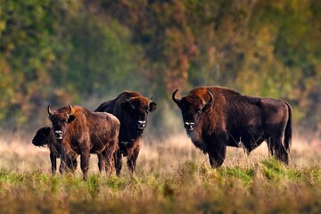 Wildlife in Europe. Bison herd in the autumn forest, sunny scene with big brown animal in the...
