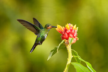 Fototapeta na wymiar Tropic forest bloom with bird Female hummingbird purple-throated mountaingem, Lampornis calolaemus, with flower in the tropic forest, Talamaca, Costa Rica. Nature wildlife.