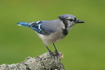 Young jay on perch with grass in background