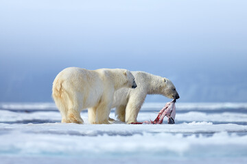 Nature  - polar bear on drifting ice with snow feeding on killed seal, skeleton and blood, wildlife Svalbard, Norway. Beras with carcass, wildlife nature. Carcass with blue sky and clouds. © ondrejprosicky