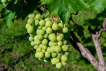Photography on theme beautiful berry branch grape bush