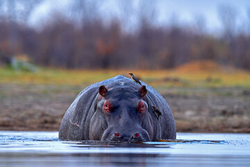 Botswana wildlife. Hippo with open mouth muzzle with toouth, danger animal in the water. Detail...