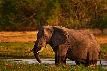 Elephant in the grass, blue sky. Wildlife scene from nature, elephant in habitat, Moremi, Okavango...