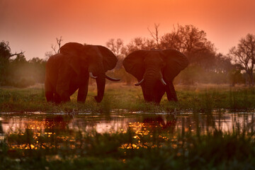 Africa sunset, elephant in the water, river Khwai, Moremi reserve in Botswana.  Big animal in the old forest. evening light, sun set. Magic wildlife scene in nature.  Two elephants.
