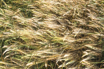 
Background. Close-up top view of a field with mature rye. It's time to harvest.
