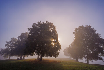 Mystic fog in the park, autumn landscape with fog and light rays