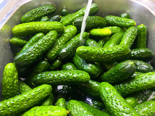 Small cucumbers in a container with water, or washing cucumbers for pickling.
