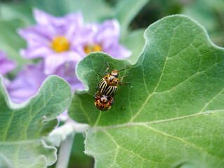 Colorado potato beetle Leptinotarsa decemlineata on eggplant leaves