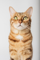 Portrait of a Bengal shorthair cat close-up on a white background.