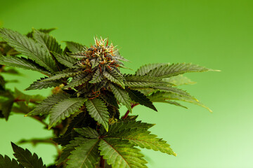 Macro a cannabis flower with the formula THC CBD CBN, CBD Chemical Formula. Concept of herbal alternative medicine, cbd oil, pharmaceutical industry.