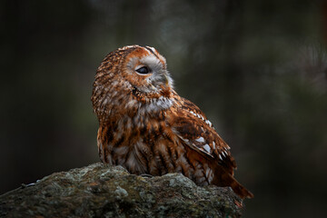 Tawny owl sitting on the stone n forest. Clear green background. Beautiful animal in the nature....