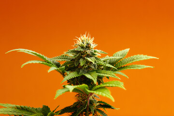 Marijuana plants long banner. Beautiful tropical cannabis background. New look on agricultural strain of hemp. Vibrant exotic cannabis with leaves and buds on orange colors