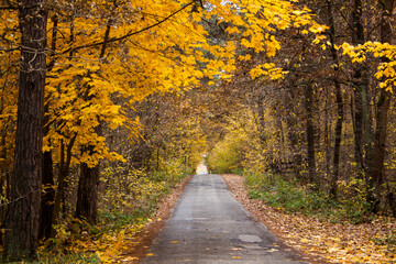 Autumn Road in Lublin Poland