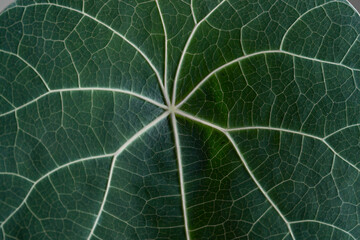 Stephania Nova (Kaweesakii) matured leaf super close up. Stephania Nova leaf veins close up